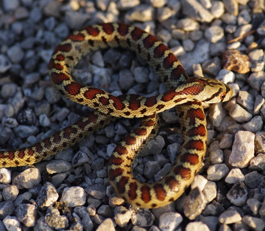 colubro leopardino (Zamenis situla, var. lineata)